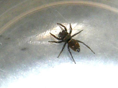 Heliophanus sp.