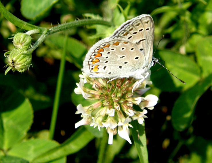 Polyommatus icarus