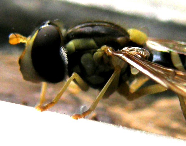 Sphaerophoria sp. (Syrphidae)