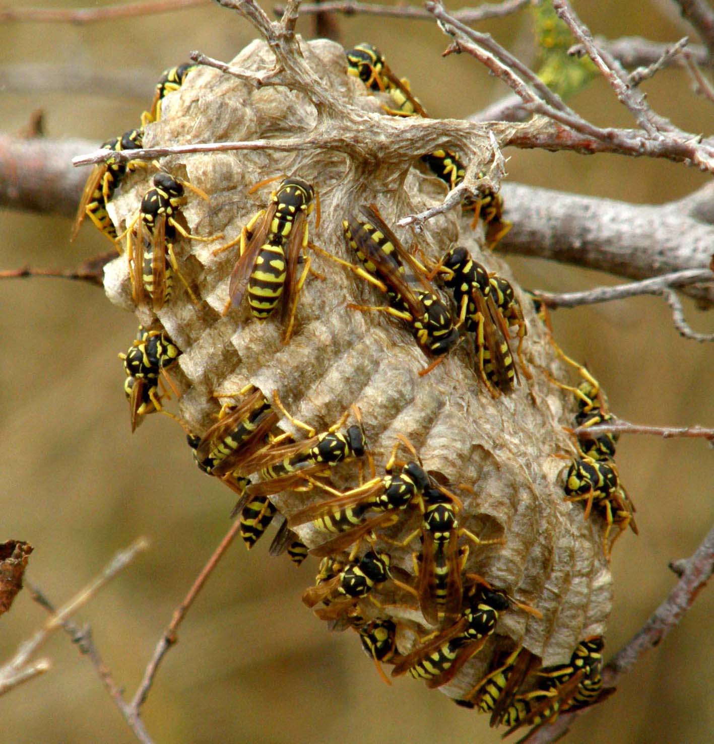 Polistes e loro nidi