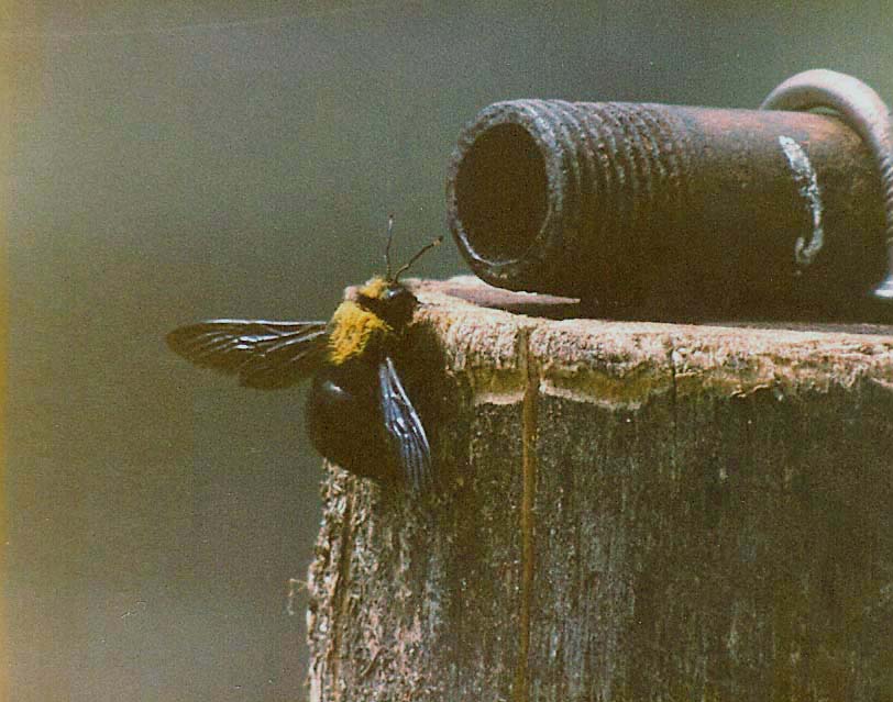 Calabrone e xilocopa