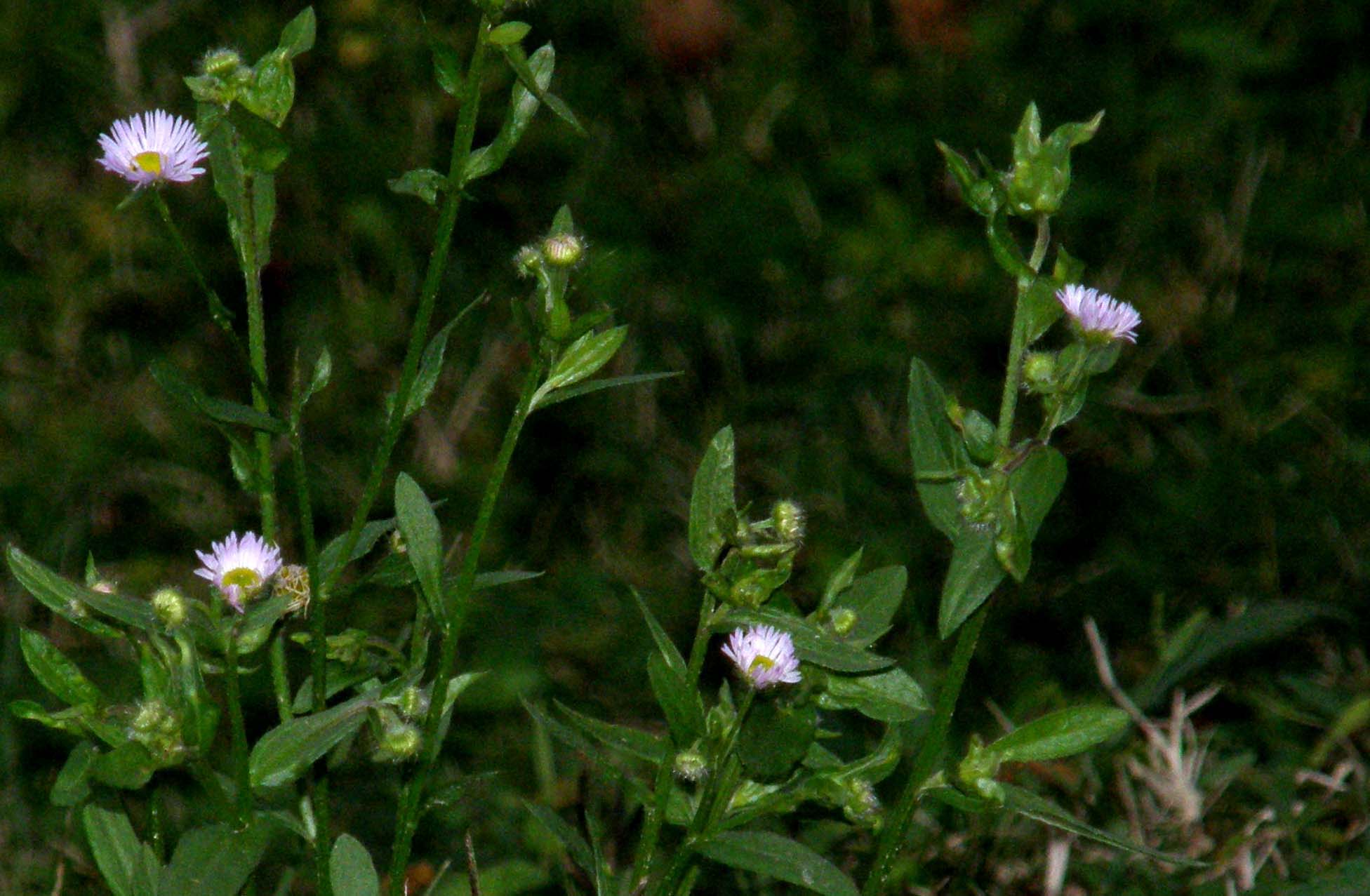 Erigeron Annuus