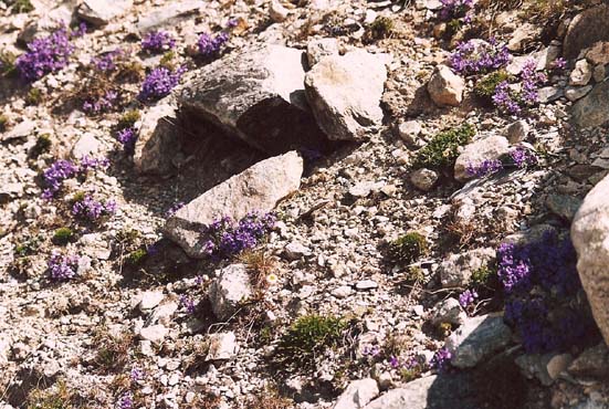 Linaria alpina