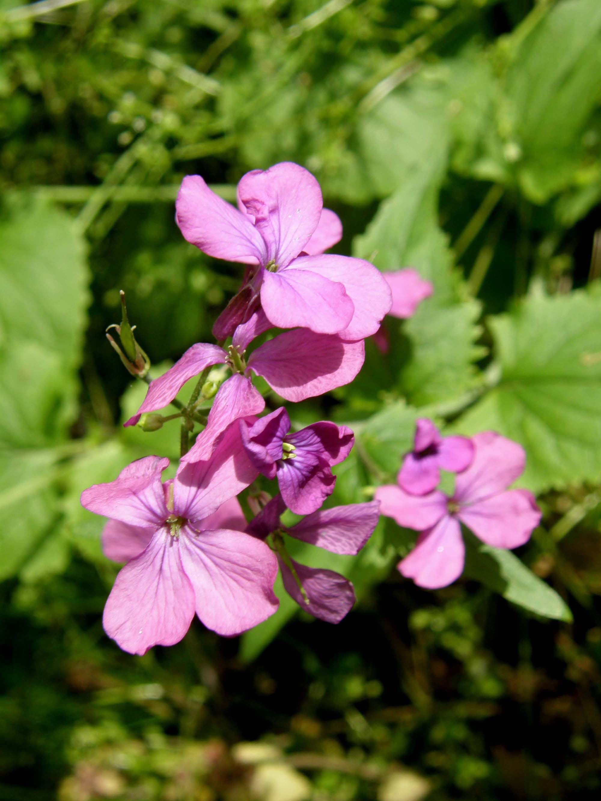 Alliaria petiolata e Lunaria annua