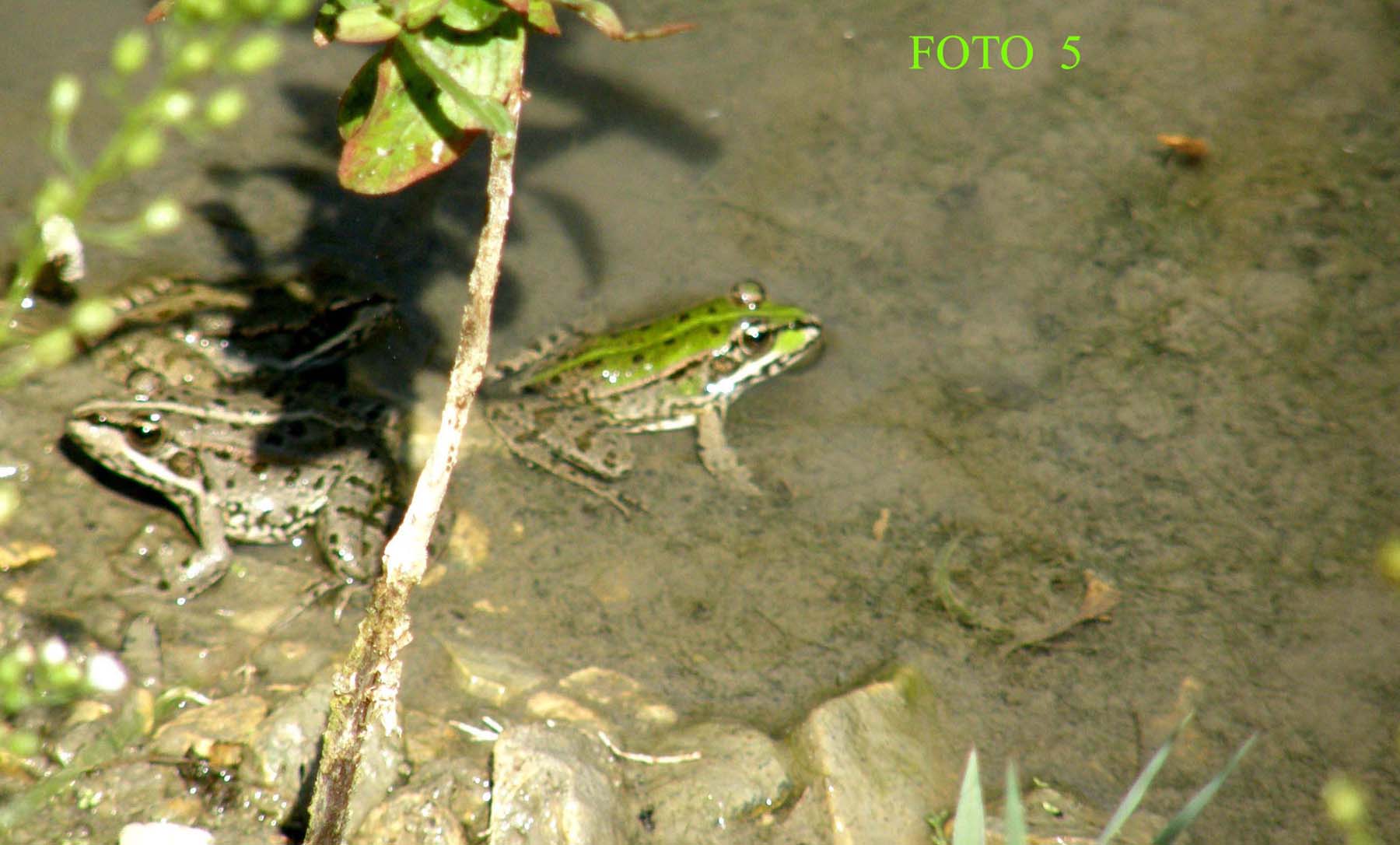 Pelophylax kl. esculentus? - Pelophylax sp.