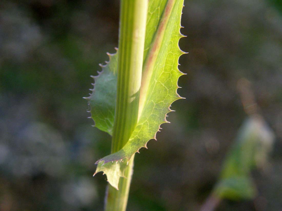 Hypochaeris sp. e Sonchus oleraceus (Asteraceae)