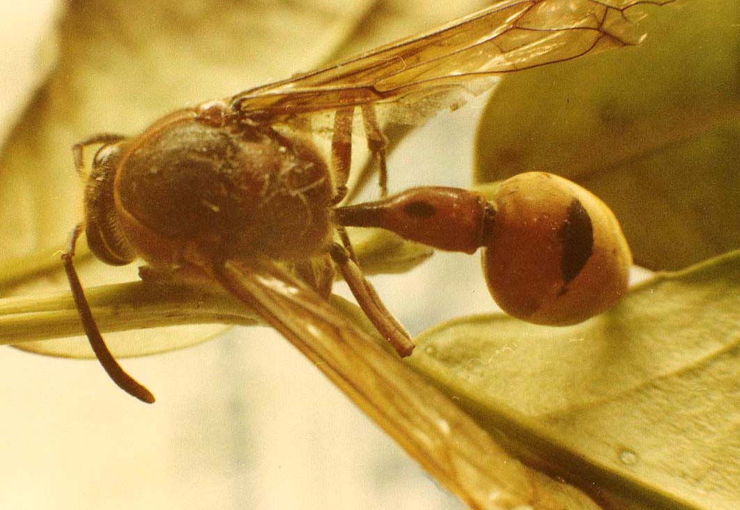 Delta unguiculatum e Braconidae indefinito