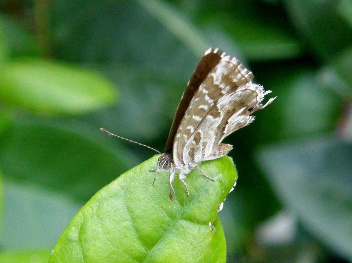 Cacyreus marshalli