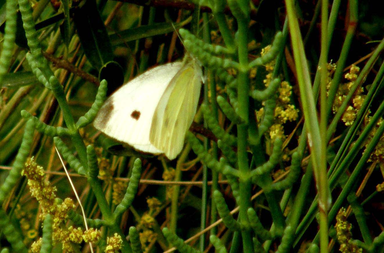 Pieridae da identificare