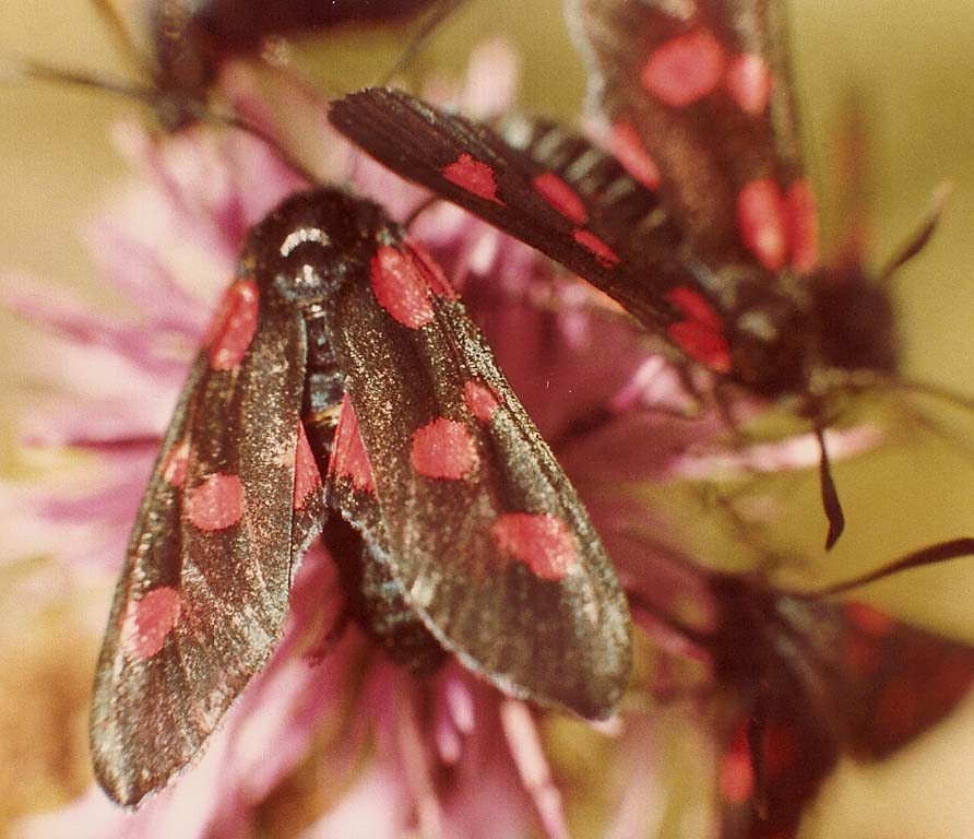 Folla di Zygaena sp.