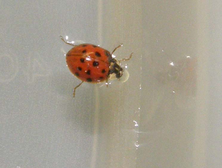 Coccinella...nuotatrice