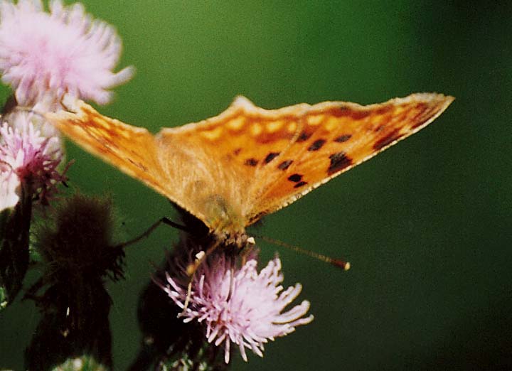 Polygonia c-album?