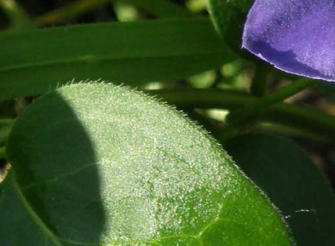 Vinca major