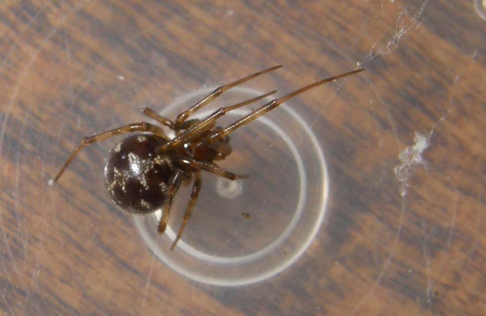 Steatoda triangulosa