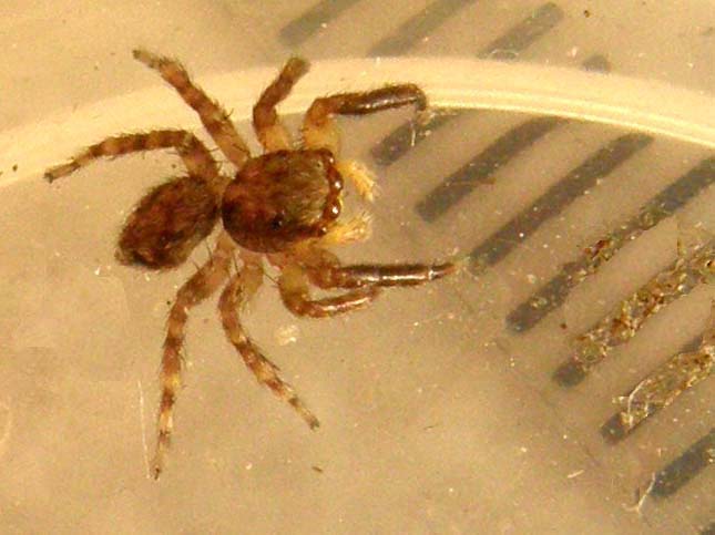 Salticidae