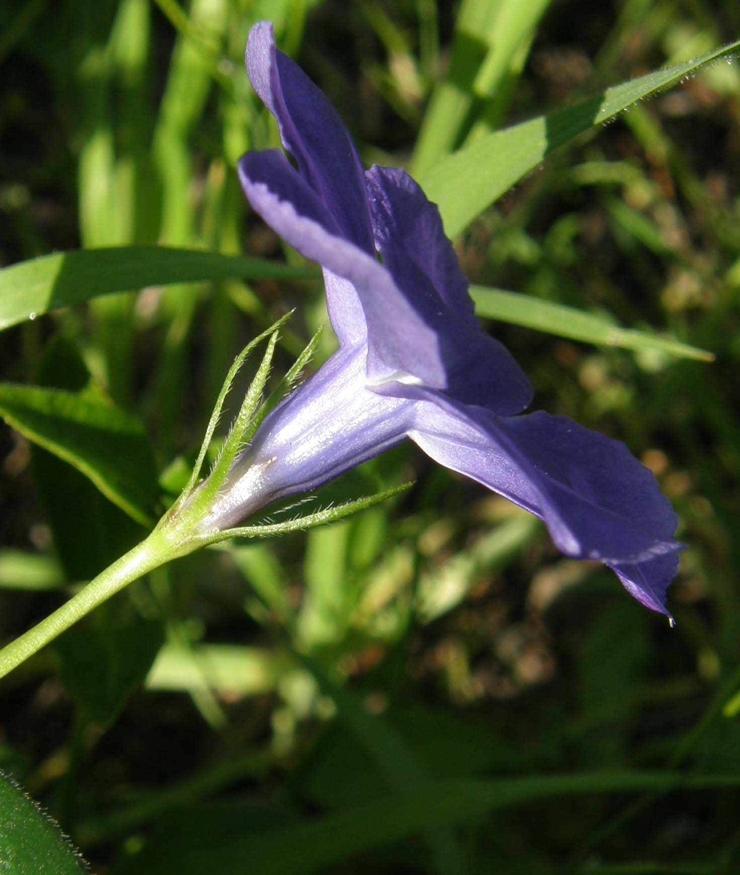 Vinca major