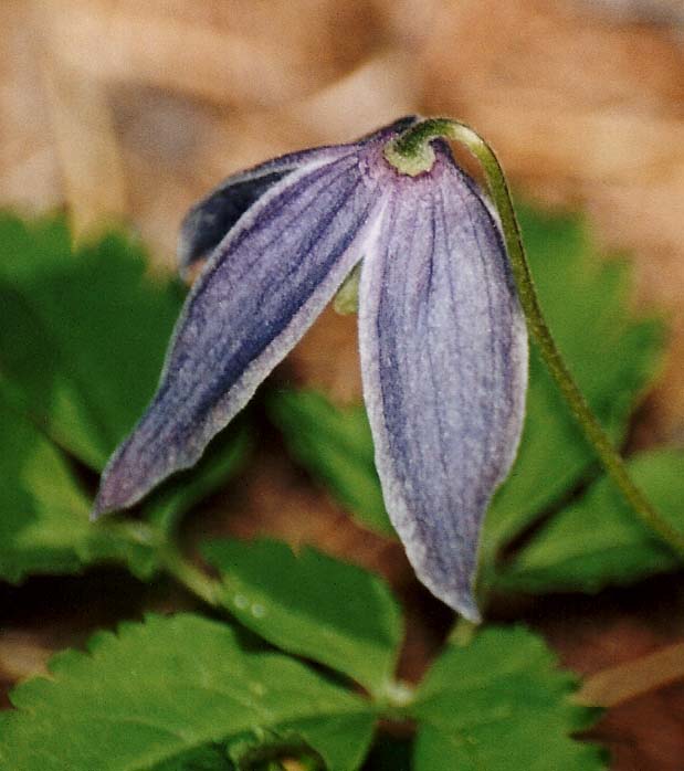 Clematis alpina / Clematide alpina