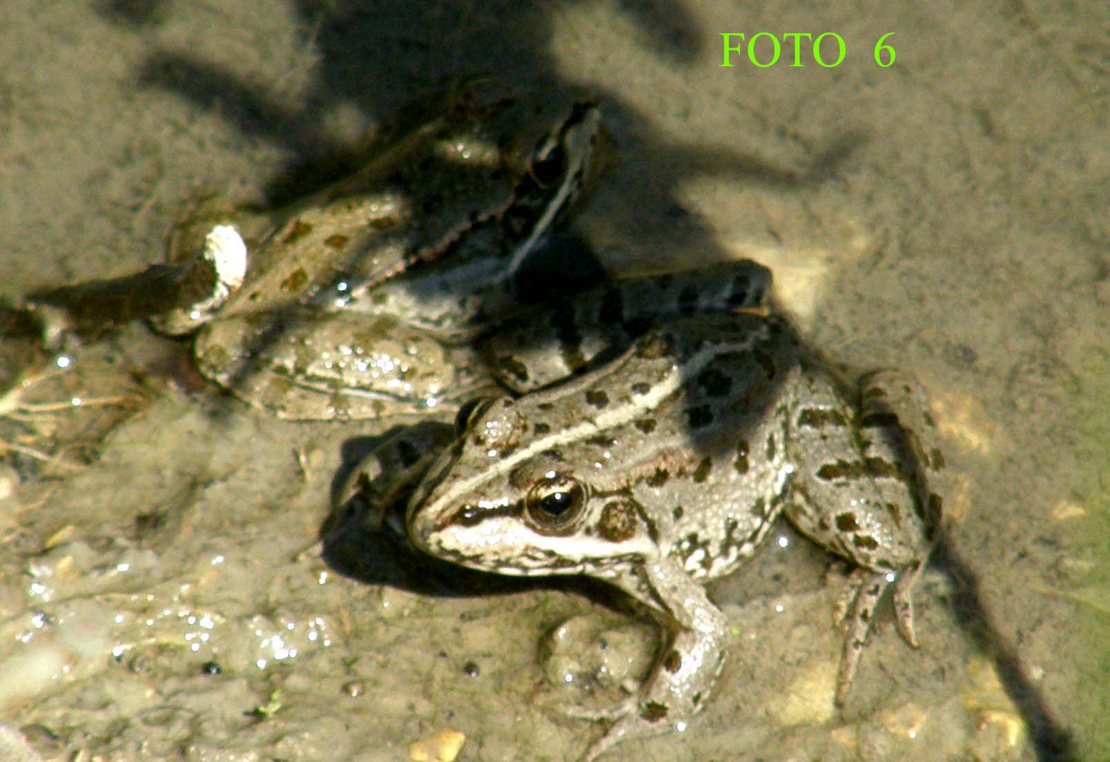 Pelophylax kl. esculentus? - Pelophylax sp.