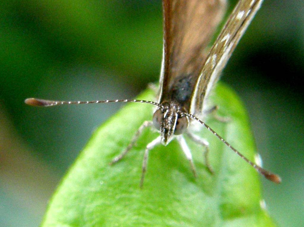 Cacyreus marshalli