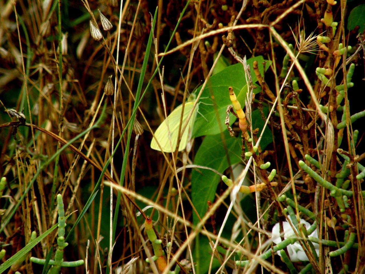 Pieridae da identificare