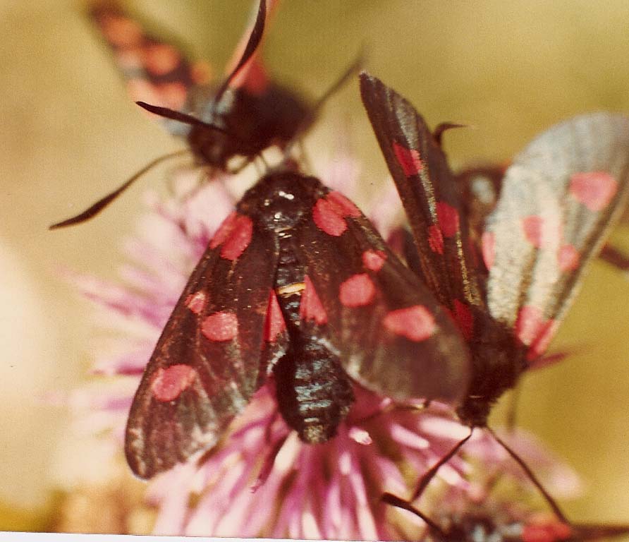 Folla di Zygaena sp.