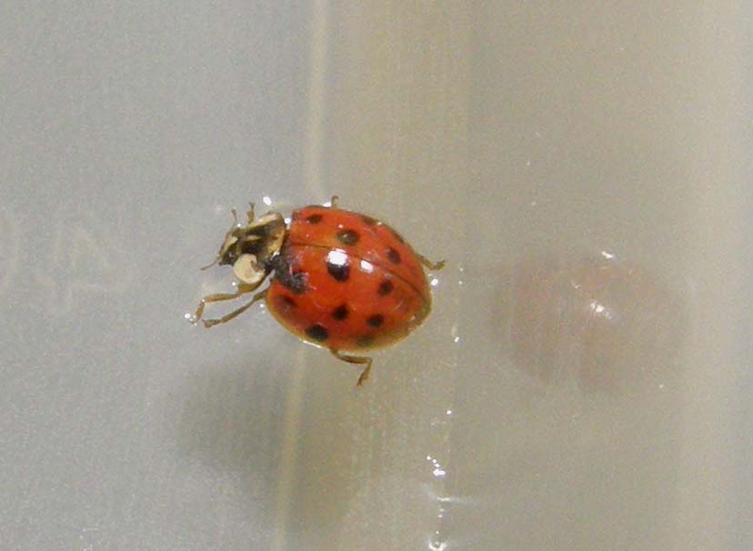 Coccinella...nuotatrice