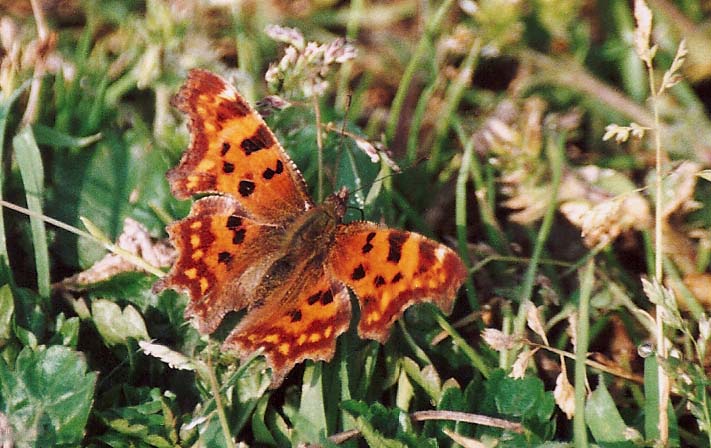 Polygonia c-album?