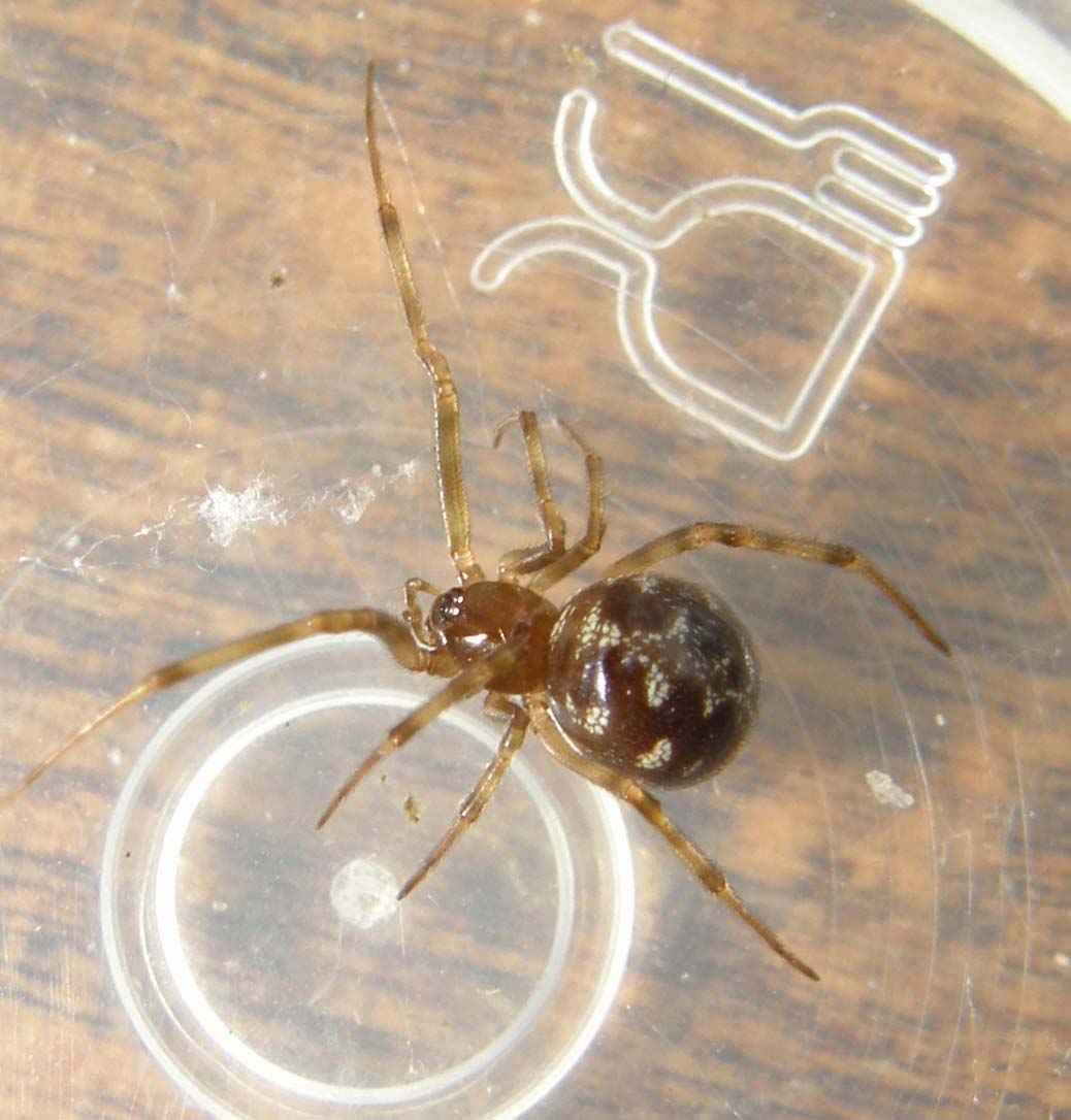 Steatoda triangulosa