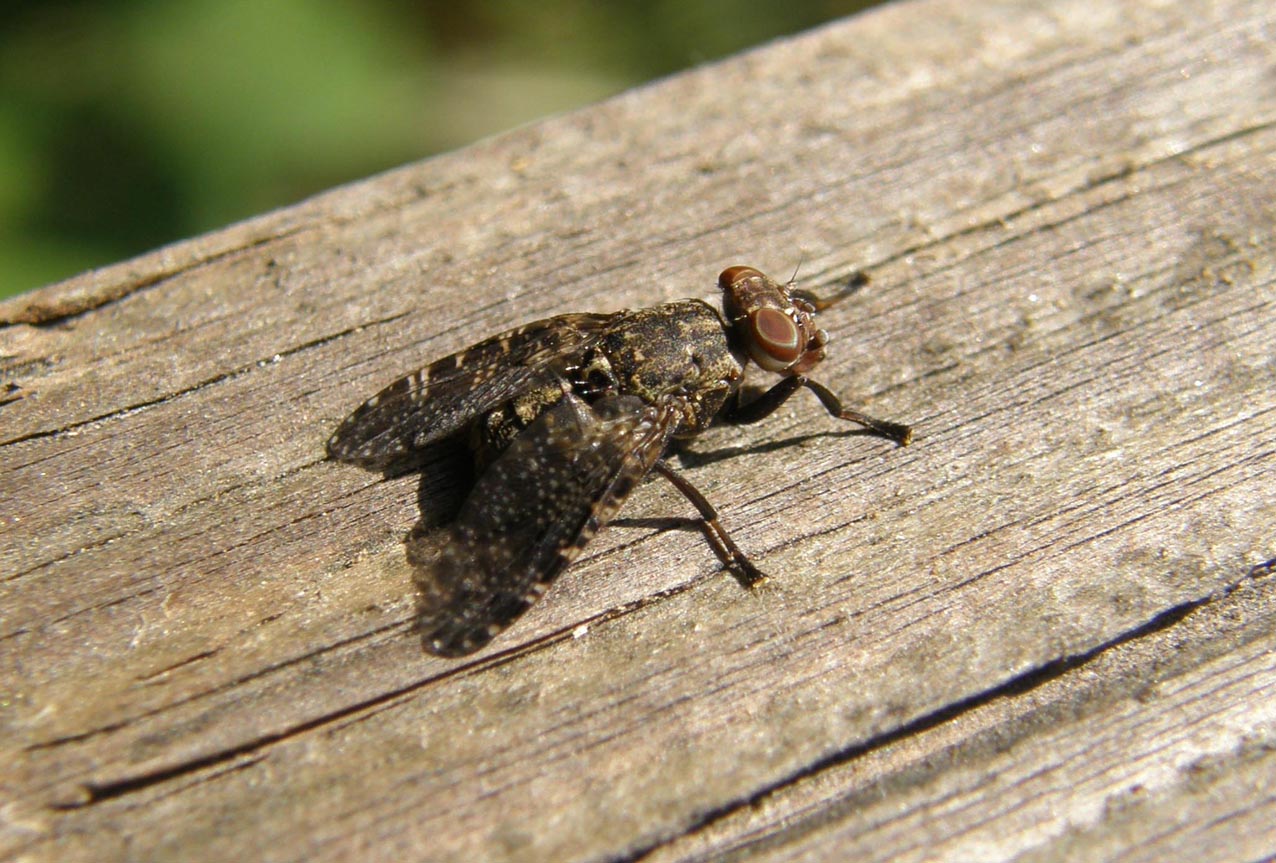 Platystoma sp. (Platystomatidae).