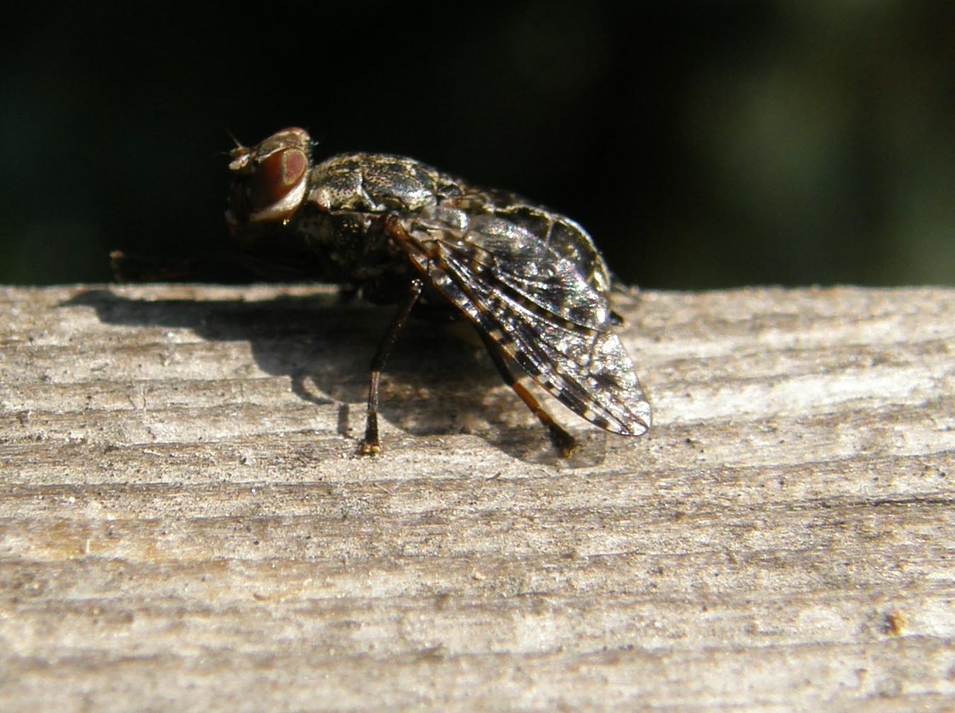 Platystoma sp. (Platystomatidae).