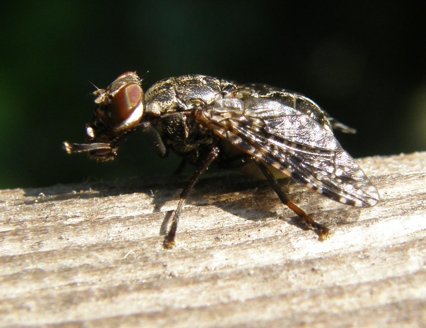 Platystoma sp. (Platystomatidae).