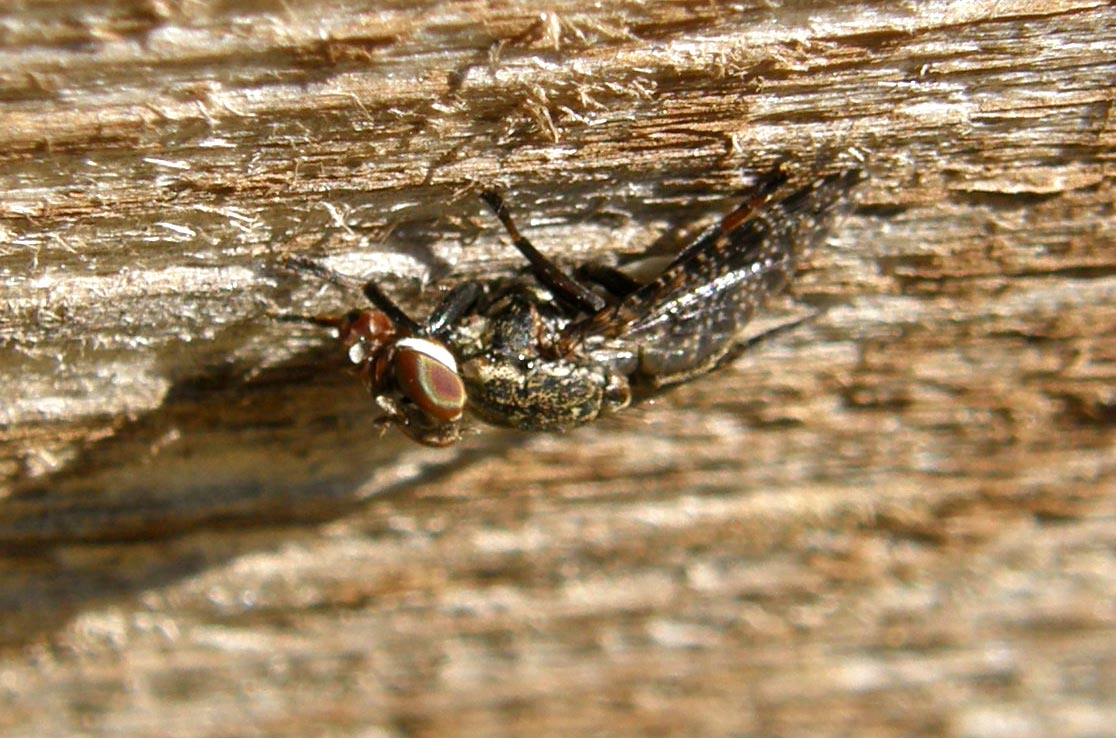 Platystoma sp. (Platystomatidae).