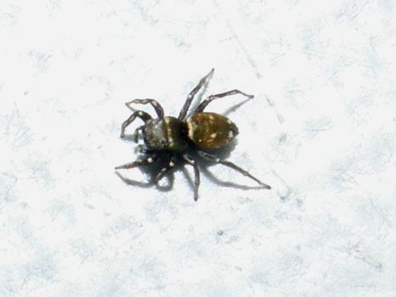 Heliophanus sp.