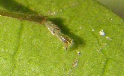 Pentatomidae (?) da identificare