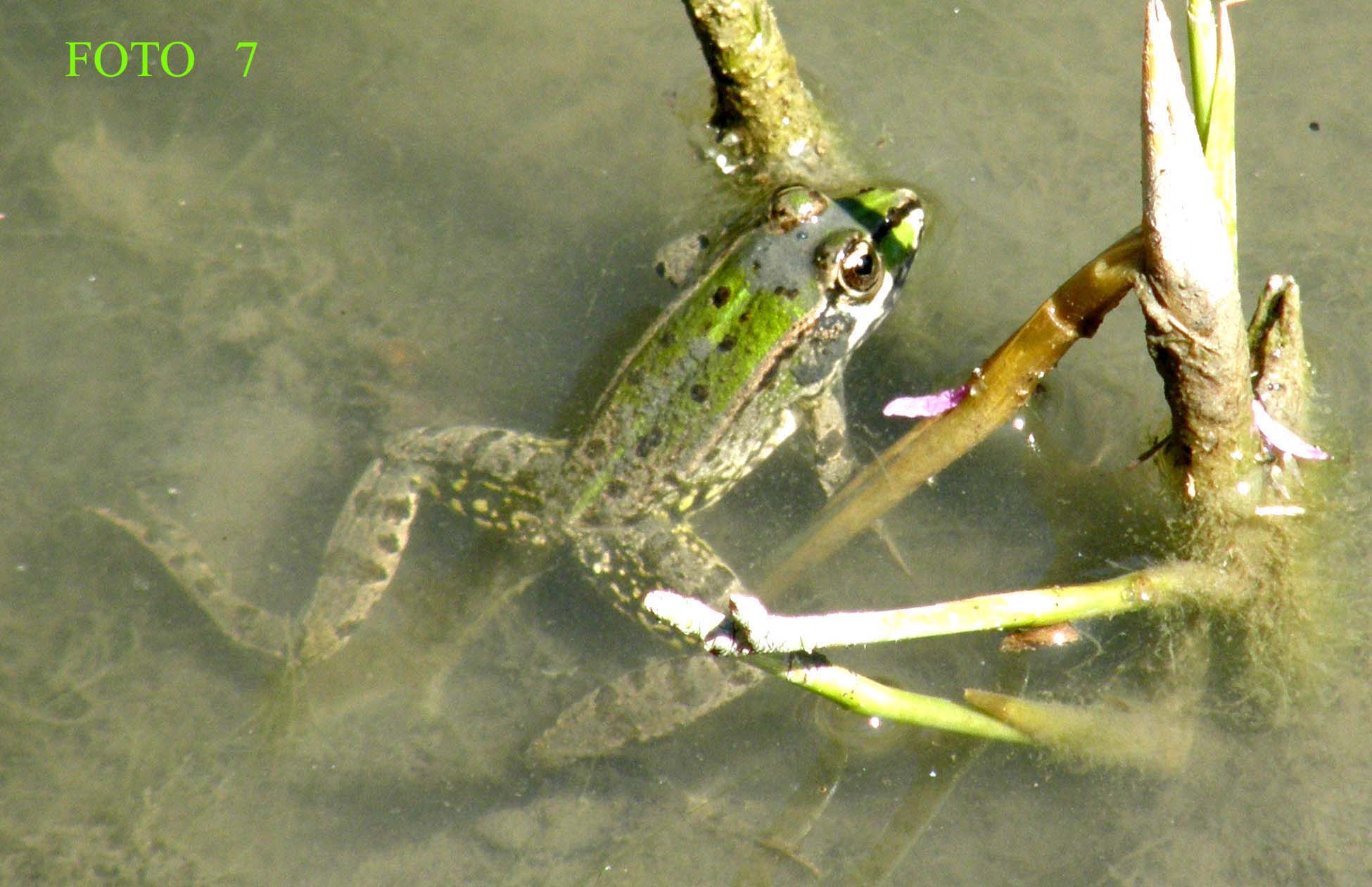 Pelophylax kl. esculentus? - Pelophylax sp.