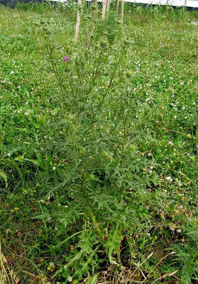 Cirsium vulgare