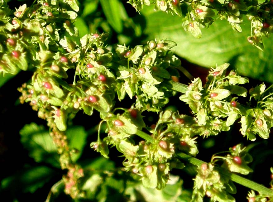 Rumex obtusifolius