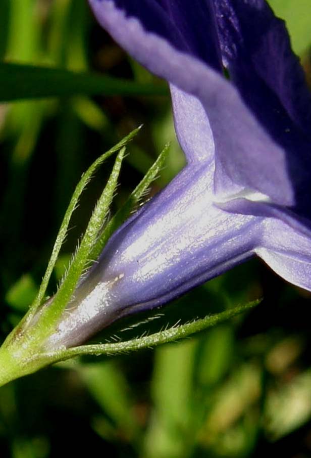 Vinca major