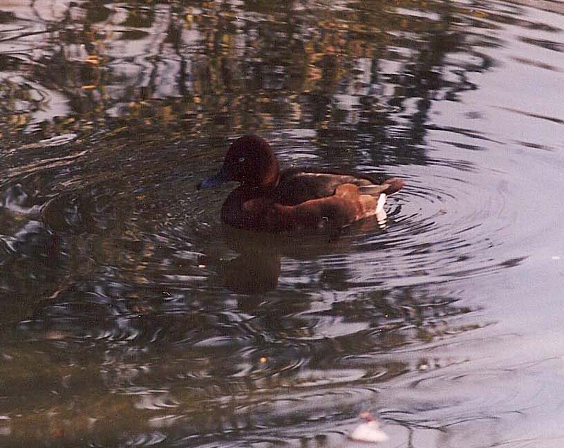 Identificazione Anatidae