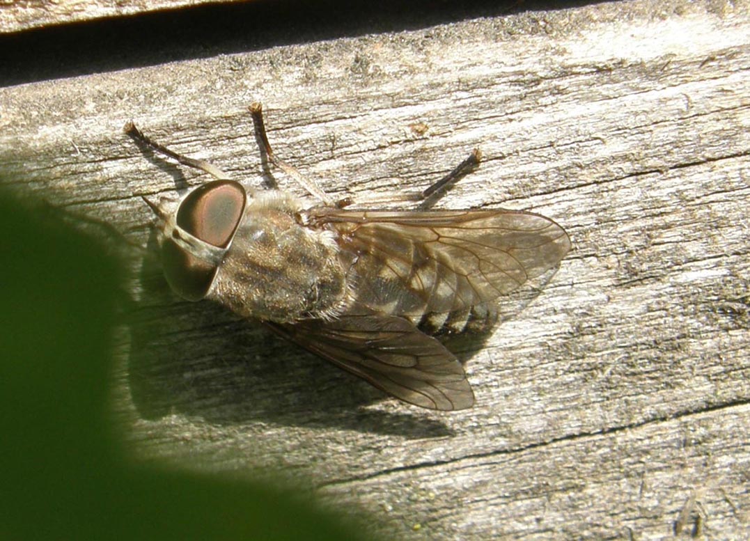 Tabanidae: Tabanus cfr. cordiger, femmina