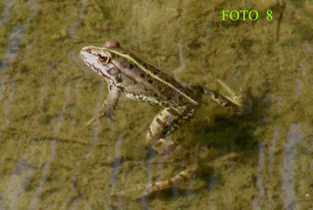 Pelophylax kl. esculentus? - Pelophylax sp.