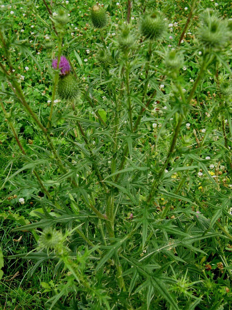 Cirsium vulgare