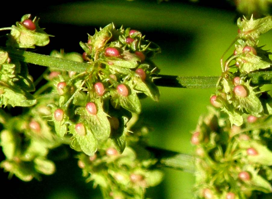 Rumex obtusifolius