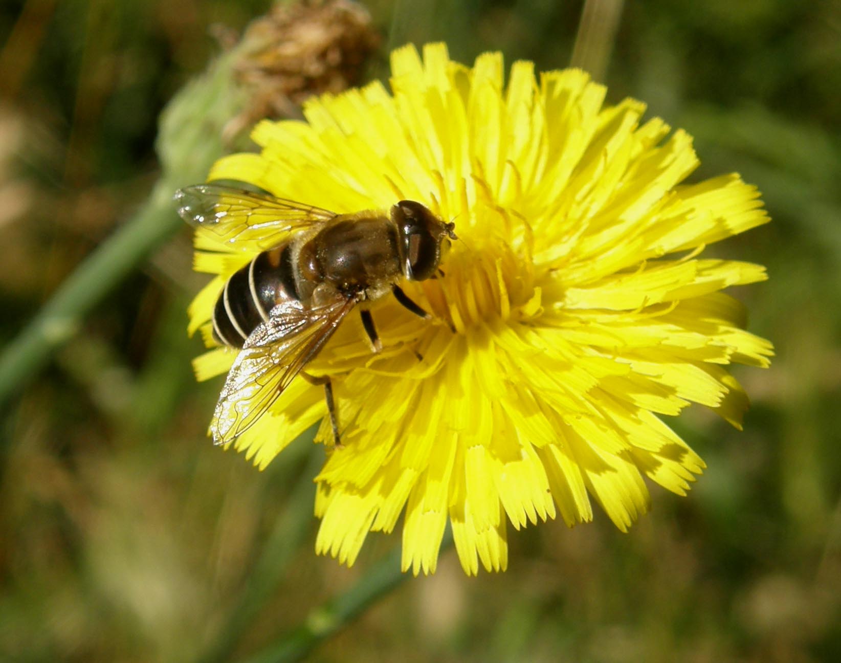 Eristalis cfr. abusiva, femmina (Syrphidae)