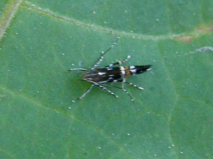 Microlepidotteri e acari