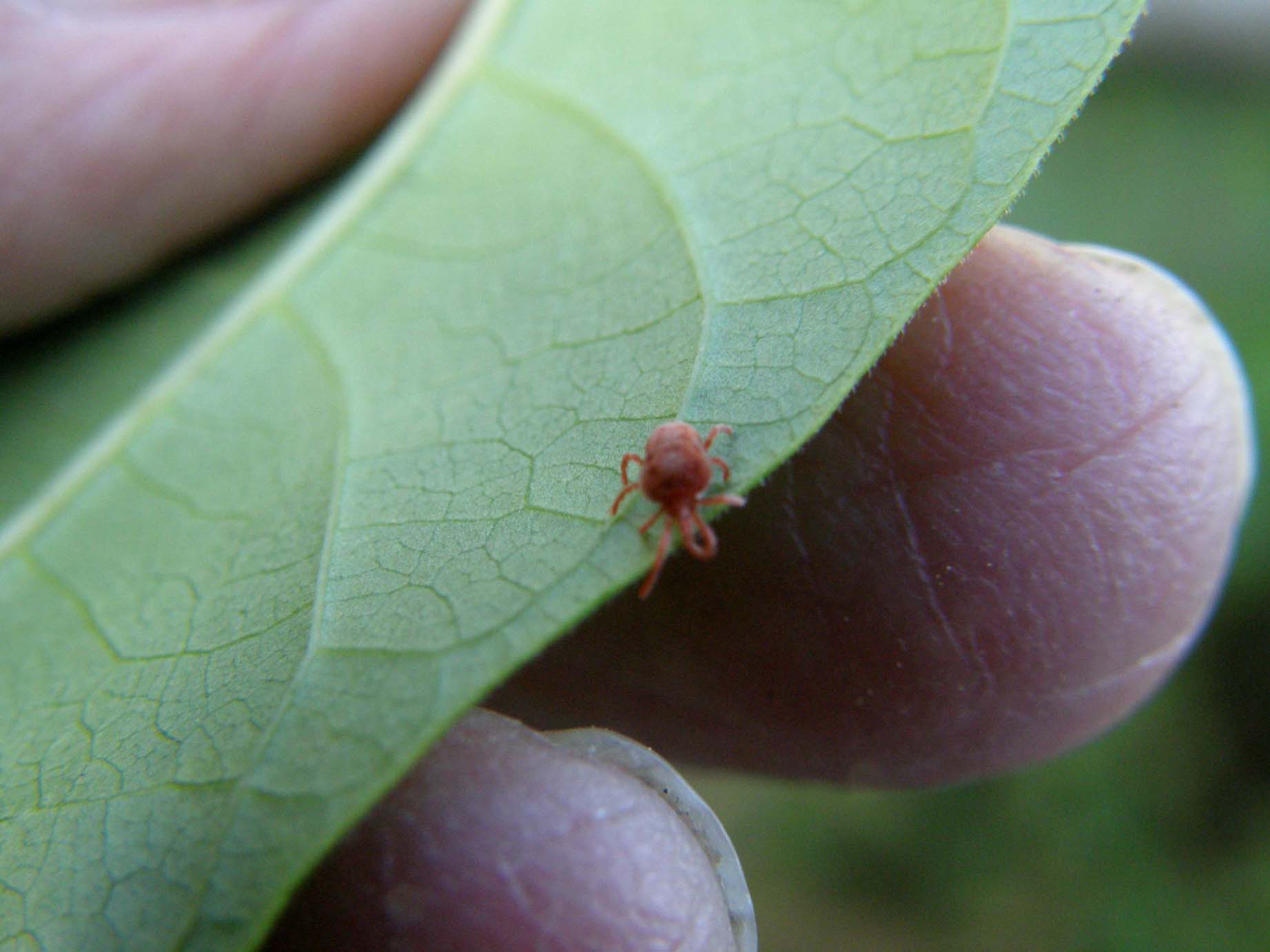 Microlepidotteri e acari