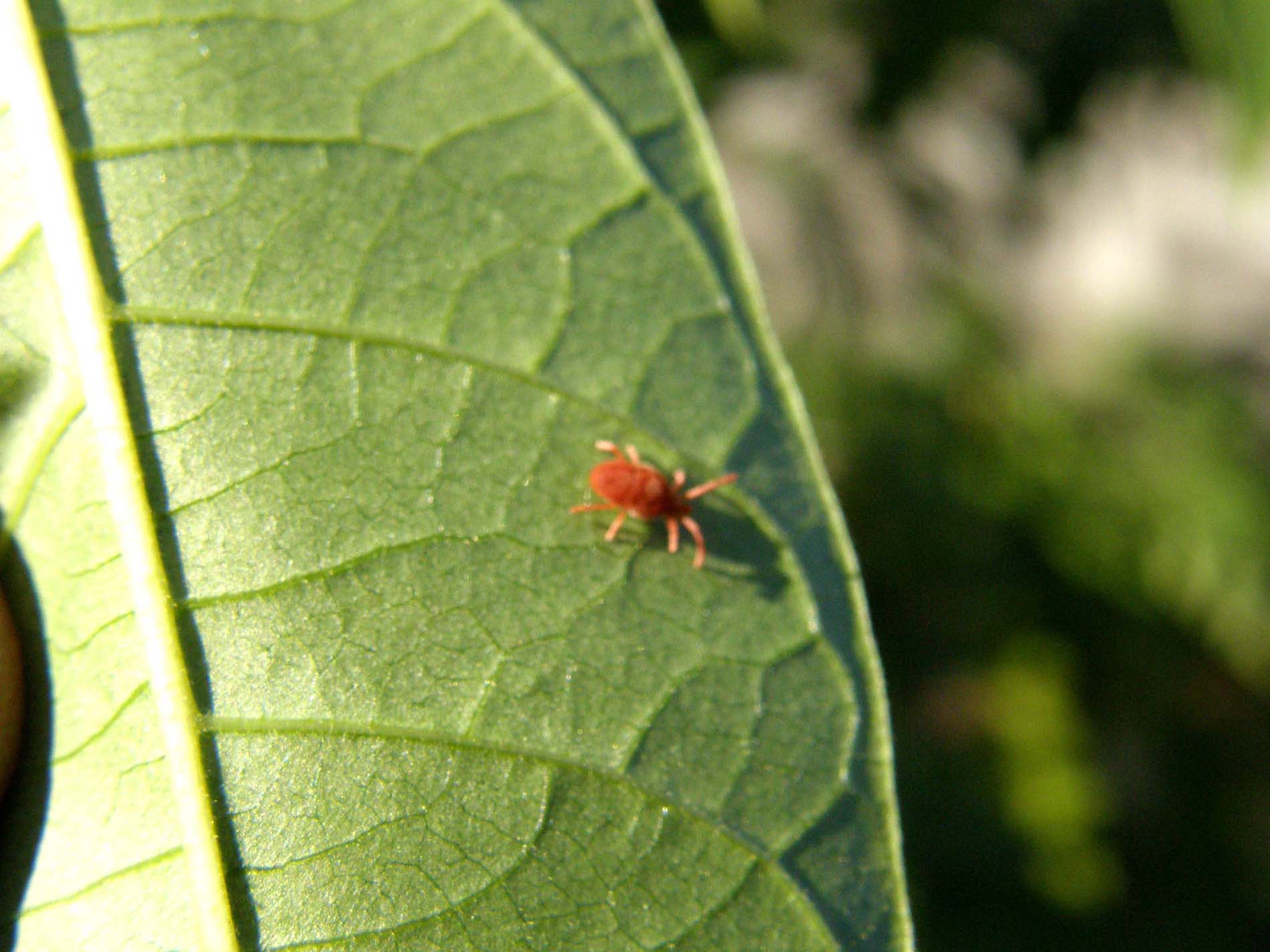 Microlepidotteri e acari