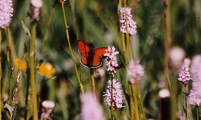 Altra Lycaenidae (?) da identificare