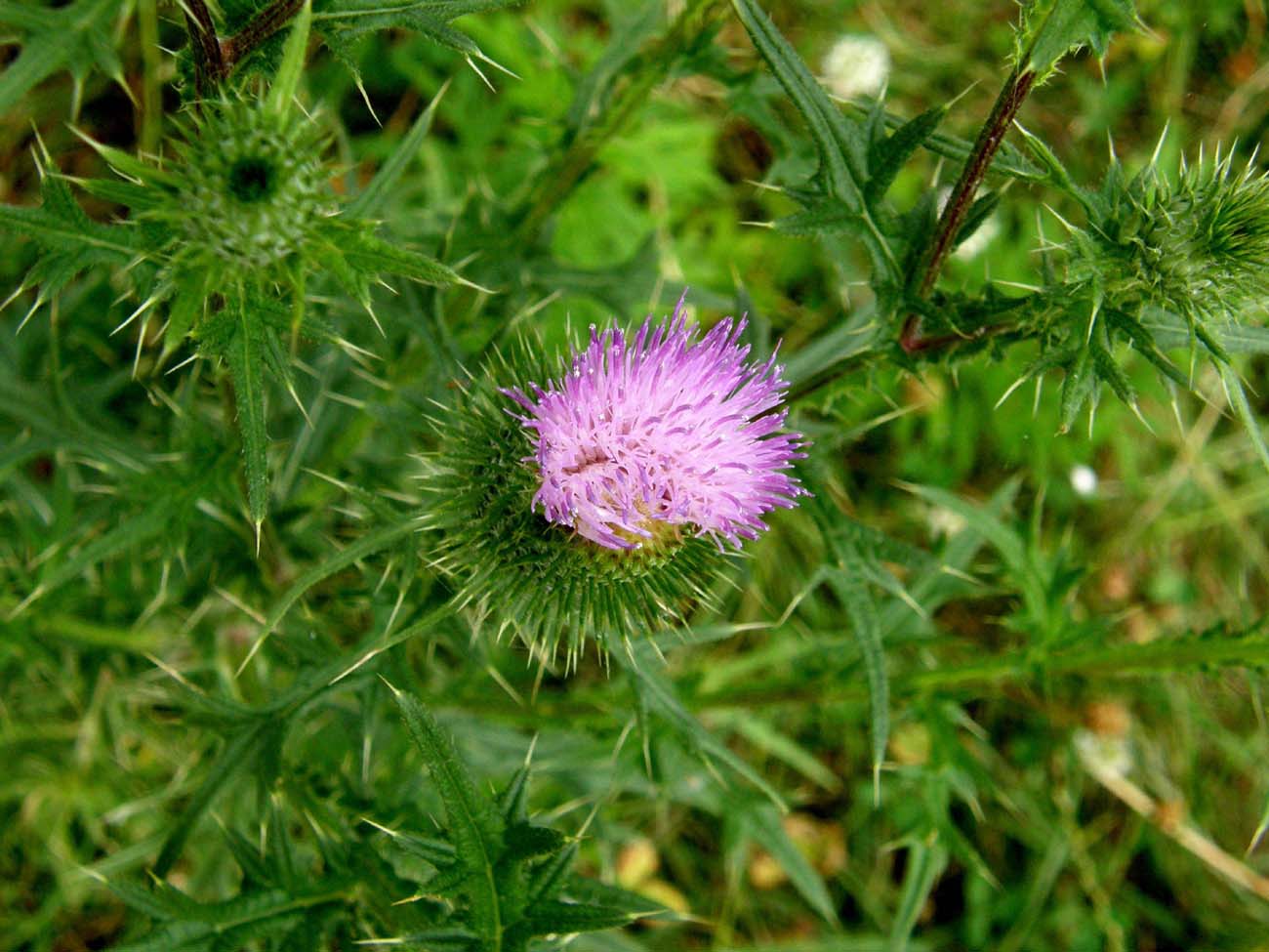 Cirsium vulgare