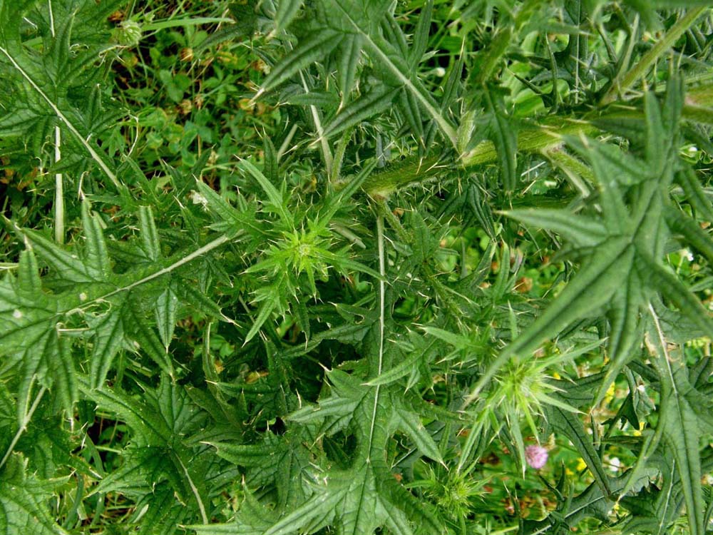 Cirsium vulgare